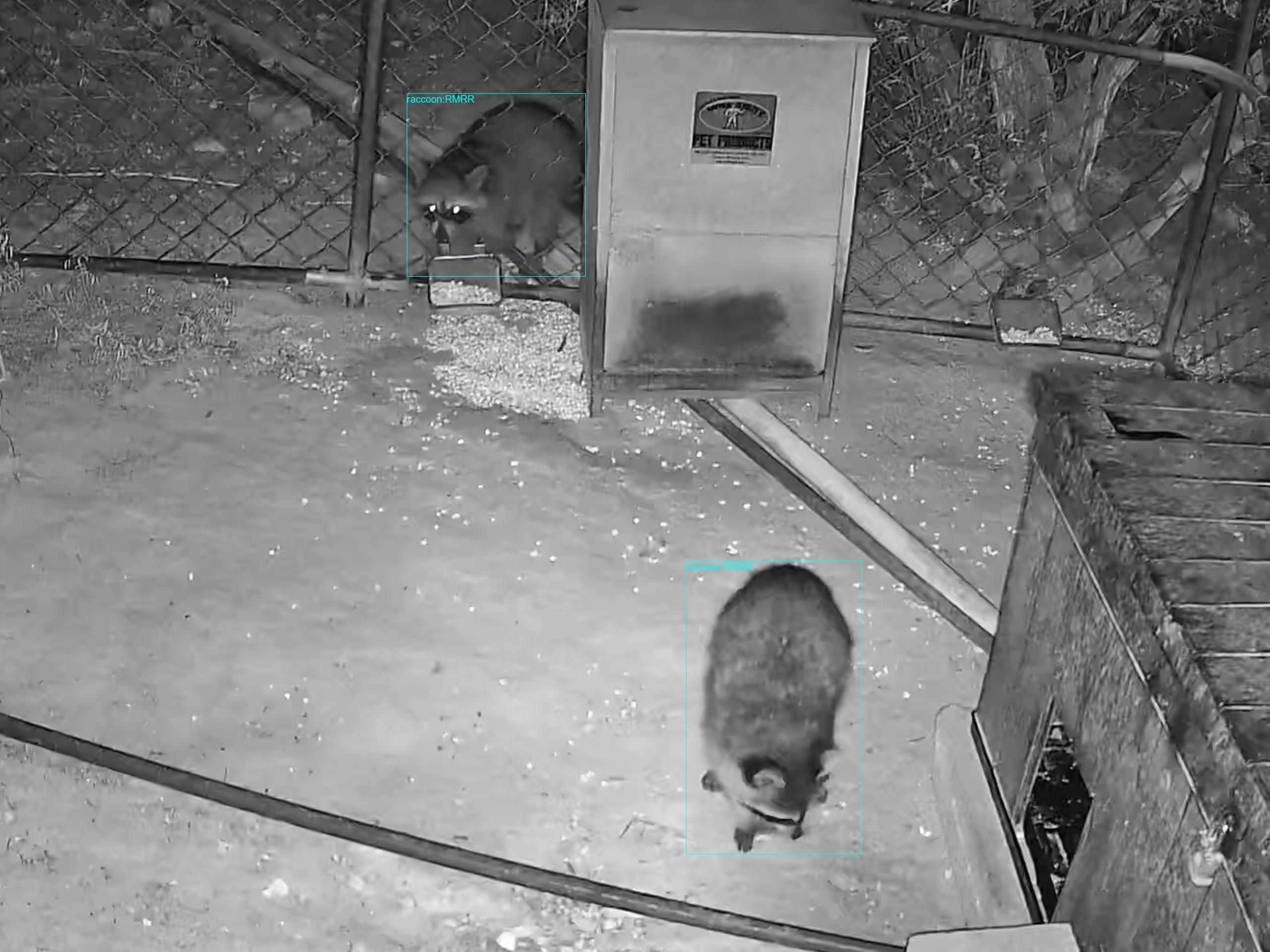 At the feeders: #crittercam  #raccoon 89.96% #raccoon 91.18%
PTZ511.20250914_000000.4909500.3-1.jpg
