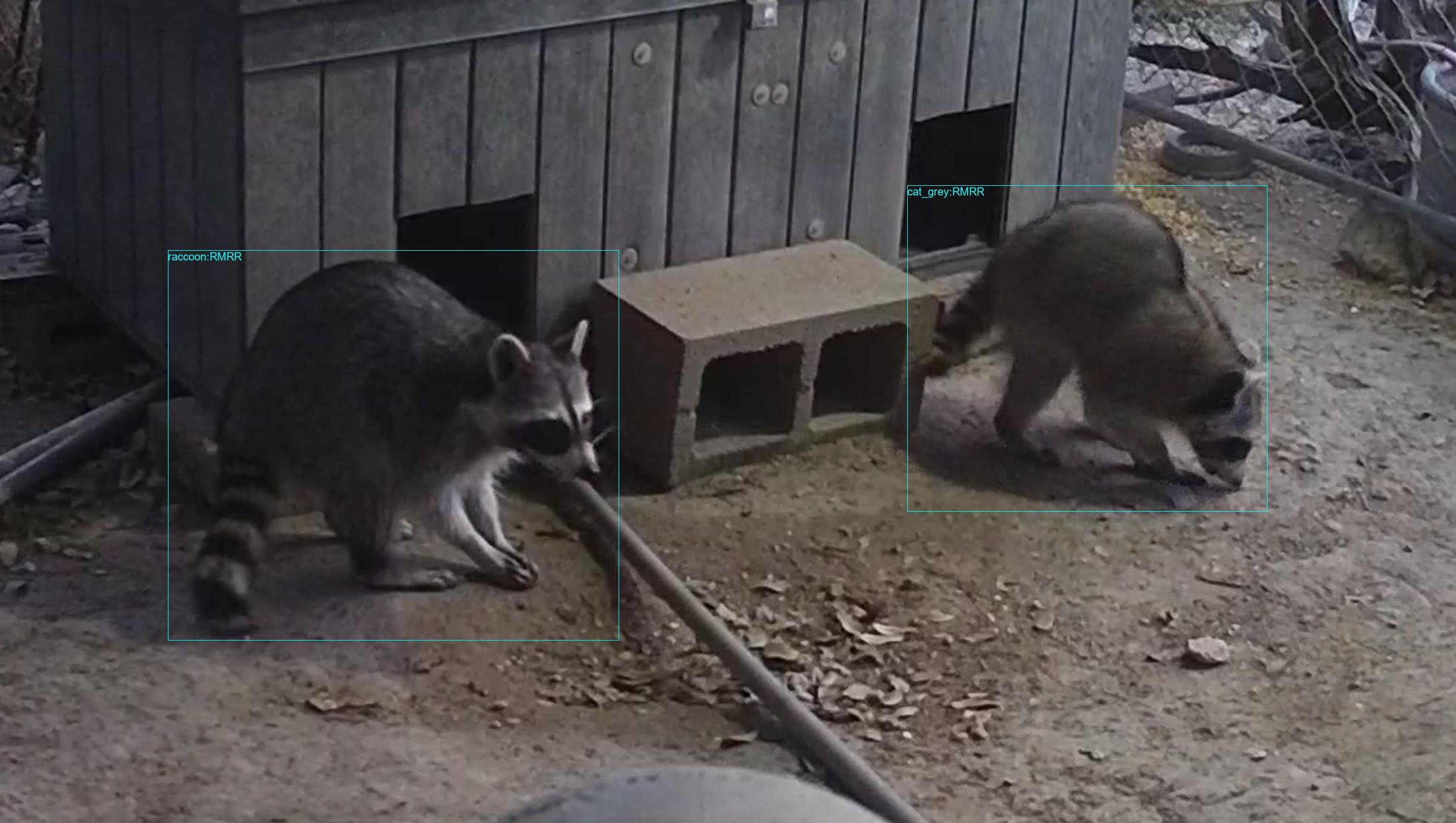 At the feeders: #crittercam #raccoon 92.23% #cat #cat_grey 93.97%
HV417.20251103_172916.1991092.3-1.jpg