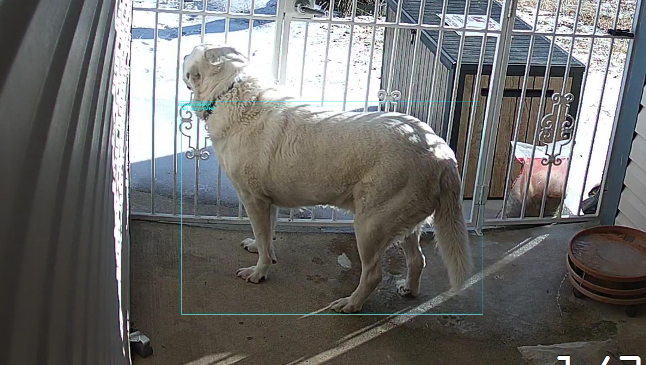 At the feeders: #crittercam #cat #cat_grey 73.16% #raccoon 87.62%
HV422.20260128_080000.2120900.3-1.jpg