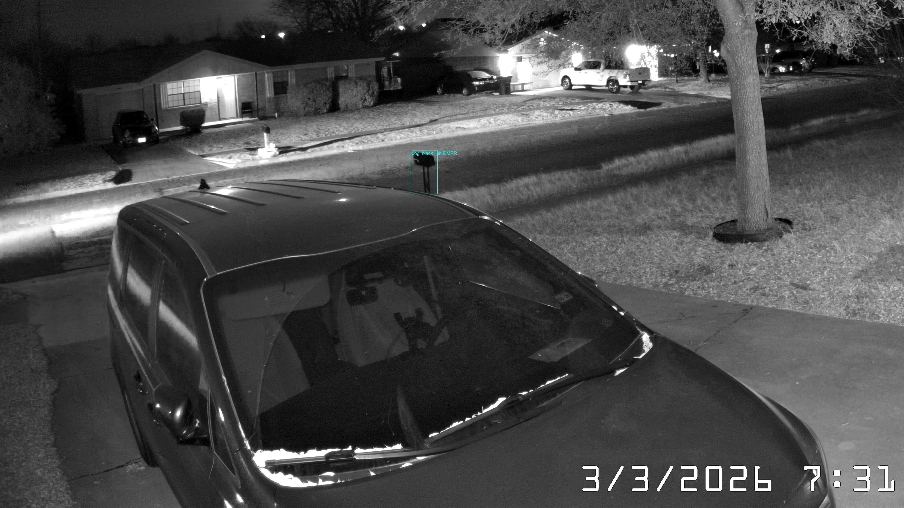 At the feeders: #crittercam #dog_black_lab 72.1%
Reo903.20260303_191308.1103937.3-1.jpg